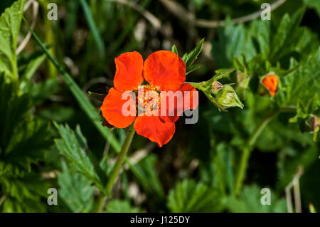 Sonnenlicht rot Geum oder Avens Blumen in Glade, Rila-Gebirge, Bulgarien Stockfoto