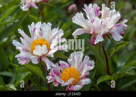 Paeonia lactiflora 'twitterpated' blühende, weiße Pfingstrosenblüten Stockfoto