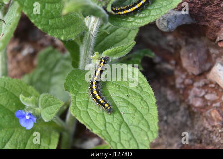 Scharlachrote Tiger Moth Raupe (Art Dominula) ernähren sich von grünen alkanet Stockfoto