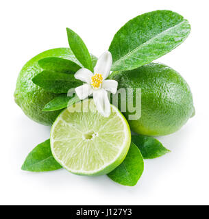 Reife Limetten Früchte auf dem weißen Hintergrund. Stockfoto