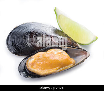 Eine gekochte Muscheln auf einem weißen Hintergrund. Stockfoto