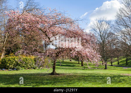 Spring Blossom an einem blühenden Kirschbaum, das Arboretum, Nottingham, England, Großbritannien Stockfoto