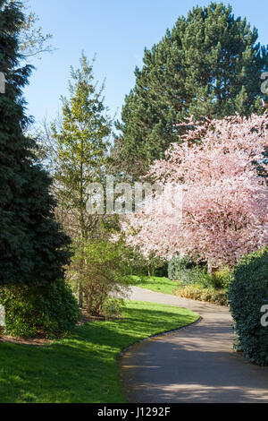 Pfad schlängelt sich durch Bäume im Frühling im Park am The Arboretum, Nottingham, England, UK Stockfoto