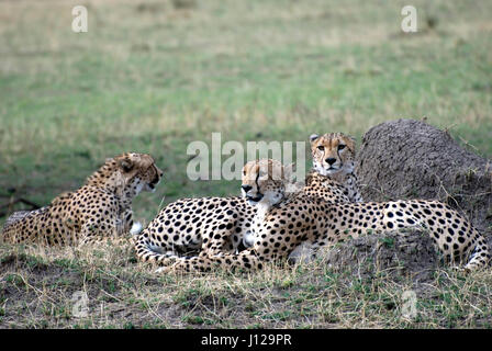 Gepard-Brüder im Gras in der Serengeti Stockfoto