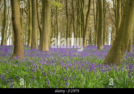 Bluebell Holz Stockfoto