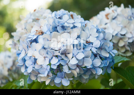 Hydrangea Macrophylla blüht Stockfoto