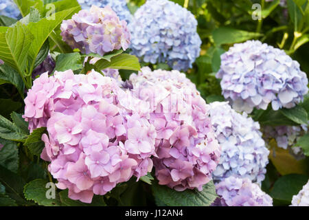 Hydrangea Macrophylla blüht Stockfoto