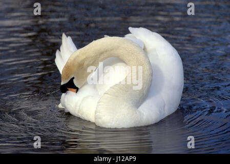 Nahaufnahme von einem Schwan auf einem Teich putzen Stockfoto