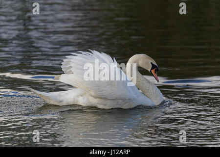 Nahaufnahme von einem Schwan auf einem Teich putzen Stockfoto