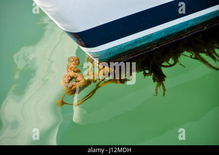 Unkraut wachsen auf dem Rumpf eines Segelyacht Stockfoto