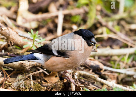 Weiblichen Gimpel in voller Frühling Gefieder in einem ländlichen Waldgebiet in mid Wales. Stockfoto