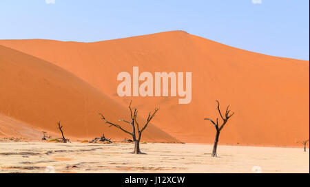 Namib Wüste Landschaft mit Toten Akazien um Deadvlei im Bereich Sossusvlei in Namibia, Afrika Stockfoto