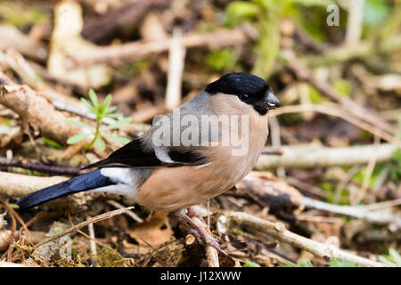 Weiblichen Gimpel in voller Frühling Gefieder in einem ländlichen Waldgebiet in mid Wales. Stockfoto