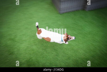 Jack Russell ausgeführt. Bewegungsunschärfe Stockfoto