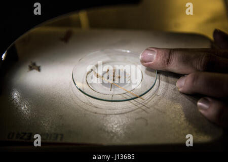 U.S. Customs and Border Protection, Office of Field Operations, verwendet Landwirtschaft Spezialist Timothy Morris ein Mikroskop, um Samen Verunreinigungen gefunden auf der Außenseite von einem Container im Hafen von Baltimore in Baltimore, Maryland, 4. April 2017 zu untersuchen. Die Samen wurden identifiziert, um Dichanthium Annulatum, eine nicht nachvollziehbare Art Gras sein. U.S. Customs and Border Protection Foto von Glenn Fawcett Stockfoto
