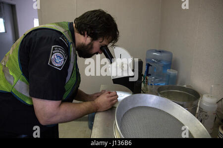 U.S. Customs and Border Protection, Office of Field Operations, verwendet Landwirtschaft Spezialist Timothy Morris ein Mikroskop, um Samen Verunreinigungen gefunden auf der Außenseite von einem Container im Hafen von Baltimore in Baltimore, Maryland, 4. April 2017 zu untersuchen. Die Samen wurden identifiziert, um Dichanthium Annulatum, eine nicht nachvollziehbare Art Gras sein. U.S. Customs and Border Protection Foto von Glenn Fawcett Stockfoto