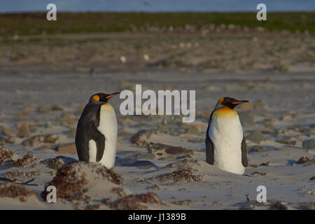 Königspinguine (Aptenodytes patagonicus) stehen auf einem Sandstrand auf Seelöwen Insel in der Falkland Inseln. Stockfoto