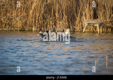 Blässhühner machen den Kampf in den Teich in Italien Stockfoto