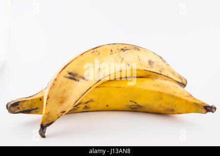 Wegerich oder grüne Banane (Musa X paradisiaca) in weißen Hintergrund isoliert Stockfoto