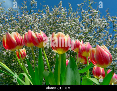 Tulpensorten in Gartenanlage mit Apple Blüte Frühling Norfolk Stockfoto