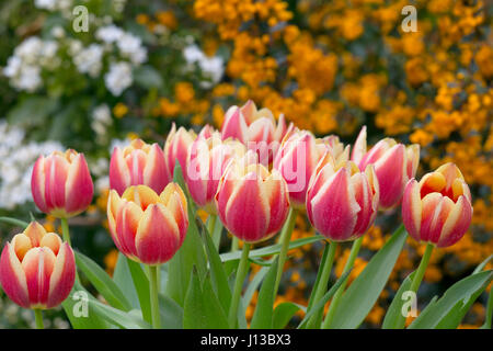 Tulpensorten in Garten Frühjahr Norfolk Stockfoto