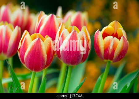 Tulpensorten in Garten Frühjahr Norfolk Stockfoto