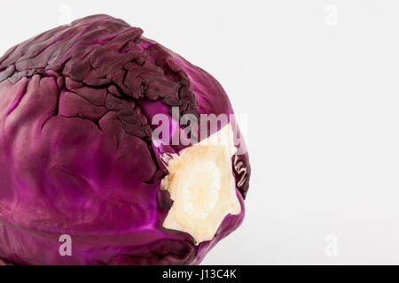 Rotkohl (Brassica Oleracea) in weißen Hintergrund isoliert Stockfoto