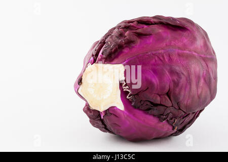 Rotkohl (Brassica Oleracea) in weißen Hintergrund isoliert Stockfoto