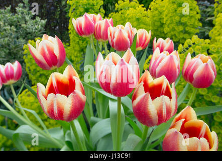 Tulpensorten in Gartenanlage mit Euphorbia Frühling Norfolk Stockfoto