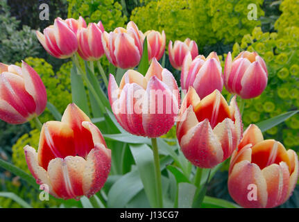 Tulpensorten in Gartenanlage mit Euphorbia Frühling Norfolk Stockfoto