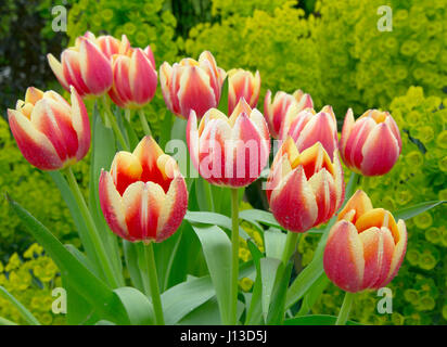 Tulpensorten in Gartenanlage mit Euphorbia Frühling Norfolk Stockfoto