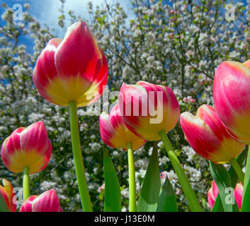 Tulpensorten in Gartenanlage mit Apple Blüte Frühling Norfolk Stockfoto