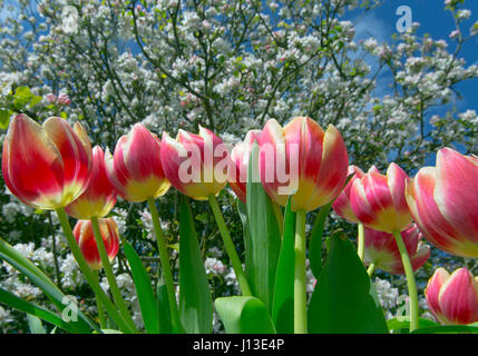 Tulpensorten in Gartenanlage mit Apple Blüte Frühling Norfolk Stockfoto