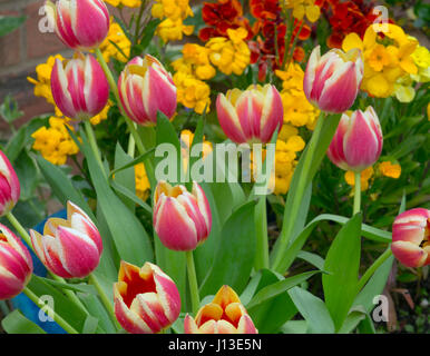 Tulpensorten in einem Garten mit Mauer Blumen Frühling Norfolk Stockfoto