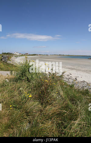 Sandstrand an der Küste, County Down, Nordirland. Der Strand ist bei Kearney, in der Nähe der Ortschaft auf der Halbinsel Ards Portaferry, County Down. Stockfoto