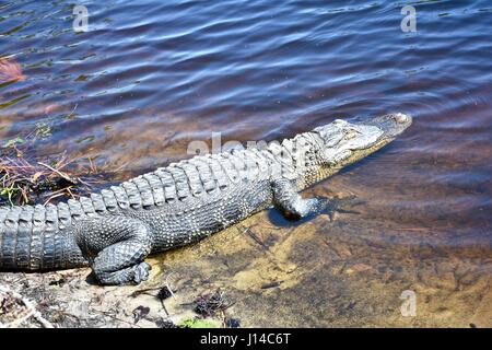 Amerikanischer Alligator (Alligator) in der Sonne am Rande ein Feuchtgebiet Stockfoto