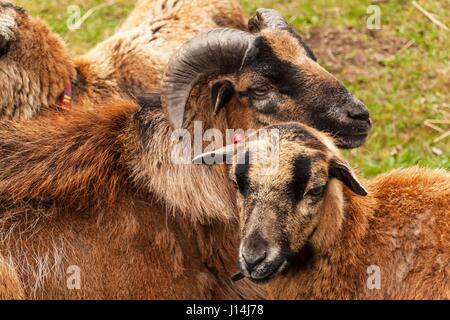 Zuchtschafe auf dem Bauernhof. Kamerun-Schafe auf der Weide Stockfoto