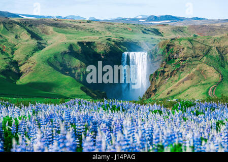 Am berühmten Skogafoss Wasserfall auf Skoga Fluss. Island, Europa Stockfoto