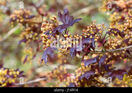 Acer Platanoides 'Goldsworth Purple' in Blüte. Stockfoto