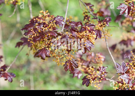 Acer Platanoides 'Goldsworth Purple' in Blüte. Stockfoto