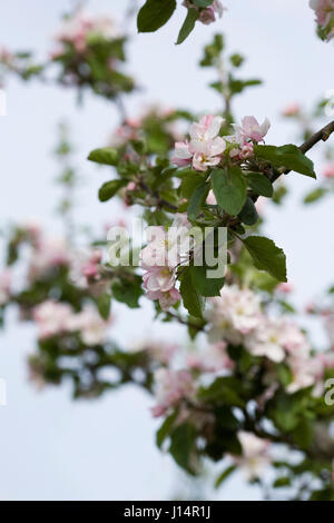 Malus Domestica 'Merton Russet' Blüte im Frühjahr. Stockfoto