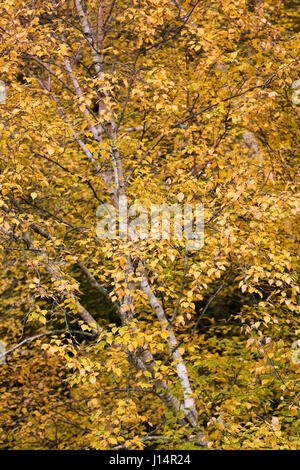 Betula Ermanii Blätter im Herbst. Stockfoto