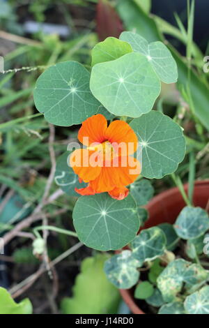 Kapuzinerkresse Plantsalso bekannt als Tropaeolum Majus mit Blumen Stockfoto