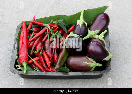 Frisch gepflückt, homegrown Black Beauty Auberginen und chilis Stockfoto