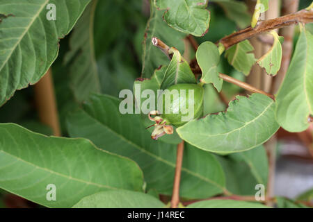 Guave oder bekannt als Guave Guajava junge Frucht entwickeln Stockfoto