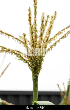 Mais Mais Trockenblumen hautnah Stockfoto