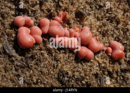 Lycogala Epidendrum, Mycetozoa Stockfoto