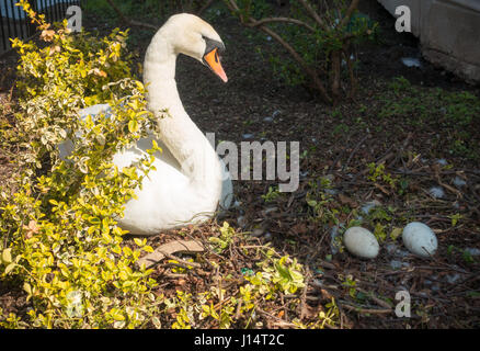 Weisser Schwan Blick auf ihren Eiern auf ein Nest im Frühling. Stockfoto