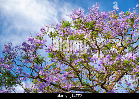 Schwarzen Poui oder Jacaranda Mimosifolia, sub-tropischen Baum in voller Blüte mit wunderschönen blauen Blüten auf Himmelshintergrund Stockfoto