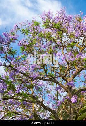 Schwarzen Poui oder Jacaranda Mimosifolia, sub-tropischen Baum in voller Blüte mit wunderschönen blauen Blüten auf Himmelshintergrund Stockfoto